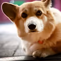Winston the Corgi