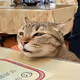 Cats photoed by flyinglimao.cat