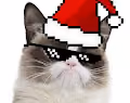 modern cat