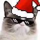 modern cat