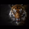 Tiger NFTS