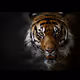 Tiger NFTS