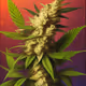 Marijuana Lovely