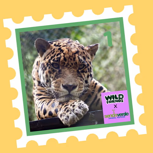 Wild Friends: Cubai #1