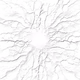 MOTION