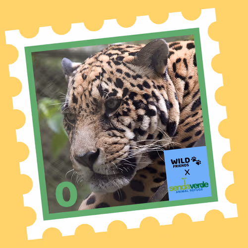 Wild Friends: Cubai #0