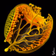 Fantastic choanoflagellate
