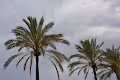 Mallorca Palms