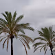 Mallorca Palms
