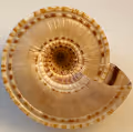 The Fibonacci Breathing experience by Feodor Kouznetsov