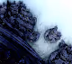 Fractal Biota Tarot