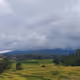 ricefield