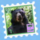 Wild Friends: Aruma #1