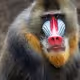 Monkey Kiss
