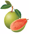Giant Guava