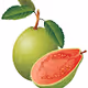 Giant Guava