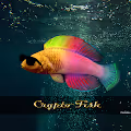 Crypto Fish Foundation