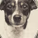 Bank of Dogs Corporation