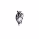 Corazon