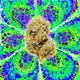 Weed Strains NFT