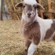 Lamb
