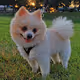 Mallows The Pomeranian