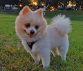 Mallows The Pomeranian