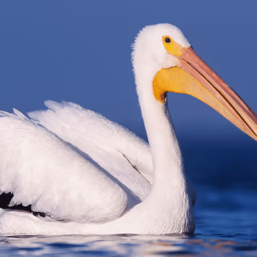 American white pelican