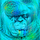 Primal Apes