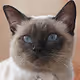 tattered cat