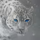 Snow Leopard by Martin X Underwood