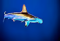The Treasures of the Deep