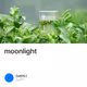 moonlight