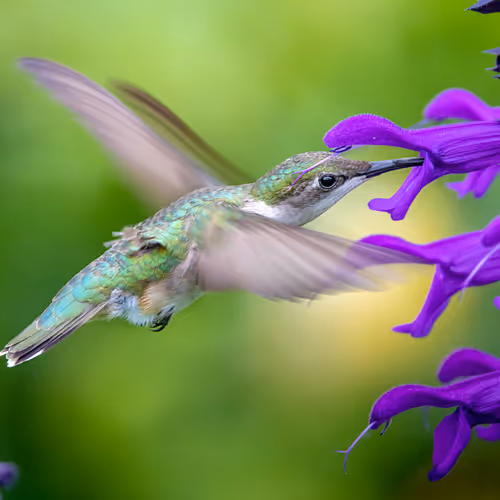 Hummingbirds