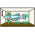 PixelKillifish