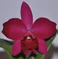 The Orchids of the World