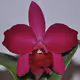The Orchids of the World
