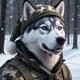 Husky Harmony