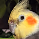 Simon The Bird