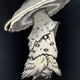 Amanita Virosa by entropyre x Reddit Collectible Avatars