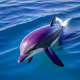 Violete dolphin