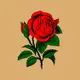 Fallen Rose