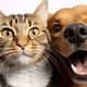 cat and dog