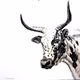 World meets cows