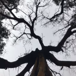 I want to climb that tree