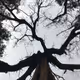 I want to climb that tree