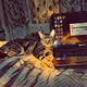 METADARKCAT