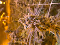 Sour Mind