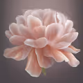 Life of a flower: peony