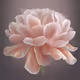 Life of a flower: peony